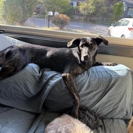 Photo for 159608 [Luna]