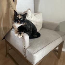 Photo for 159698 [Snickers]