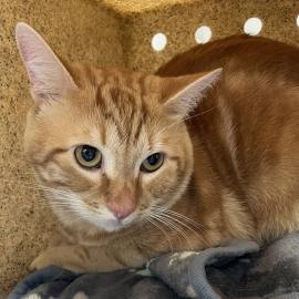 Photo for 159719 [Pumpkin]