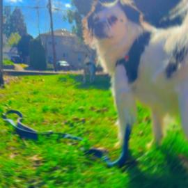 Photo for 159790 [Sadie]