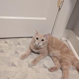 Photo for 159803 [Waffles]