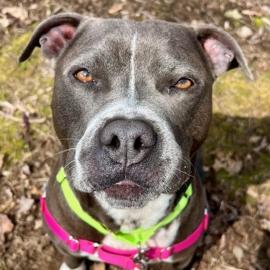 Photo for 159839 [Eeyore]