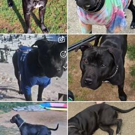 Photo for 159869 [Rosie]