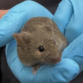 Photo for 159873 [Mickey]