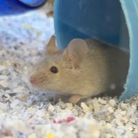 Photo for 159875 [Stuart Little]