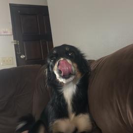 Photo for 159994 [SHILOH]