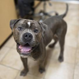 Photo for 160147 [Bubba]