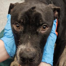 Photo for 160184 [388623]