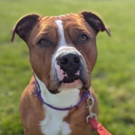 Photo for 160251 [Primo]