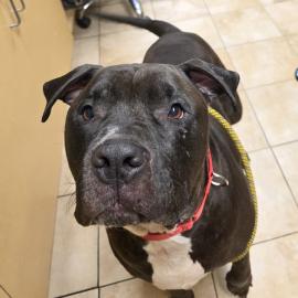 Photo for 160540 [Prince]