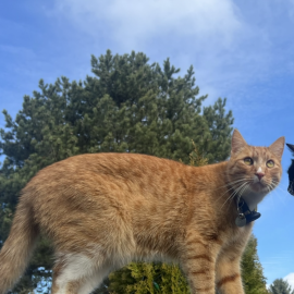 Photo for 160571 [Cheeto]