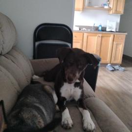 Photo for 160643 [Molly ]