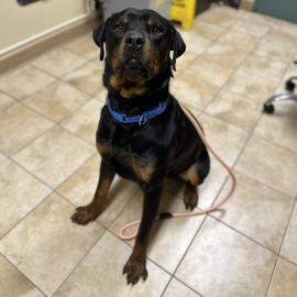 Photo for 160673 [Rocky]