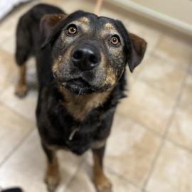 Photo for 160675 [Shadow]