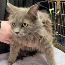 Photo for 160751 [Rosie]