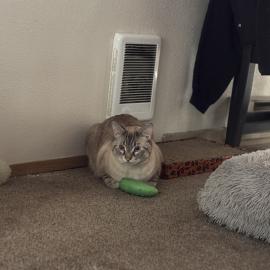 Photo for 160765 [Leo]