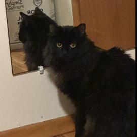 Photo for 160818 [Binx (Pookie)]