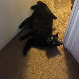 Photo for 160857 [Jinx ]