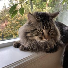 Photo for 160860 [Tommie]