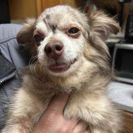 Photo for 160897 [Jasper]