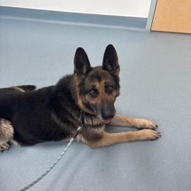 Photo for 160934 [Princess]