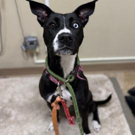 Photo for 160974 [390167]