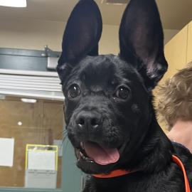 Photo for 161035 [390202]