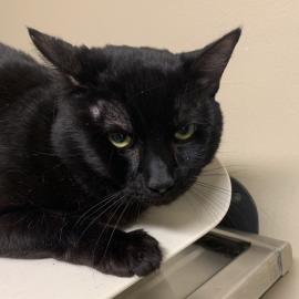 Photo for 161039 [Mickey]