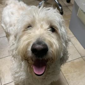 Photo for 161051 [Marlow]