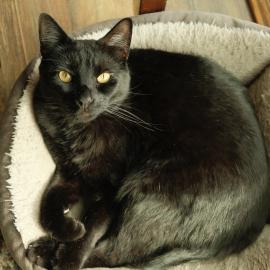 Photo for 161062 [Freyr]