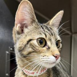 Photo for 161074 [346958 ]