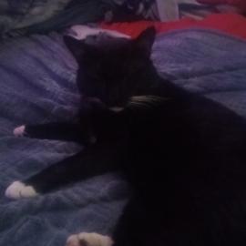 Photo for 161082 [clouse]