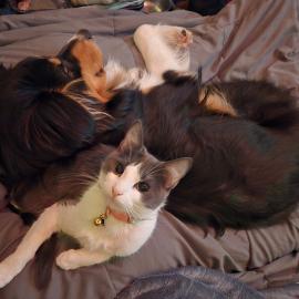 Photo for 161130 [Cirrus]