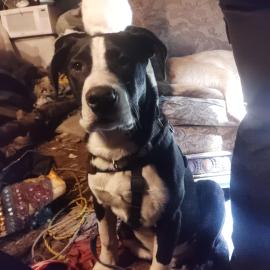 Photo for 161138 [Jester]