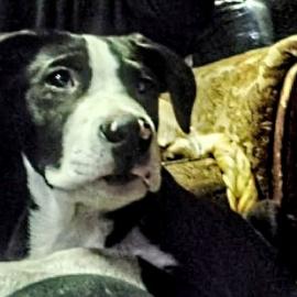 Photo for 161140 [Jester ]