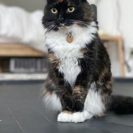 Photo for 161151 [Challah]