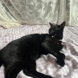 Photo for 161234 [Slayer]