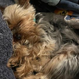 Photo for 161446 [Chanel]