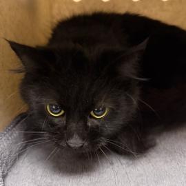 Photo for 161464 [Binx]