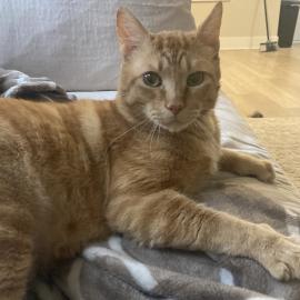 Photo for 161479 [Kahuna]