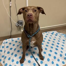 Photo for 161489 [Coco]