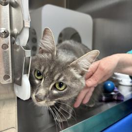 Photo for 161497 [51877]