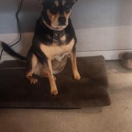 Photo for 161644 [Chiva]