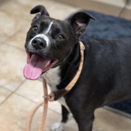 Photo for 161948 [Mako]