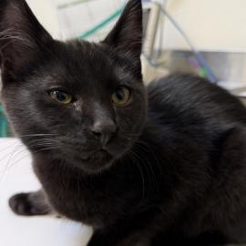 Photo for 162000 [Swordfish]