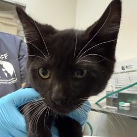 Photo for 162004 [Sailor]