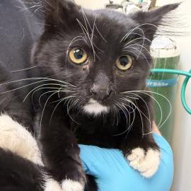 Photo for 162006 [Seagull]