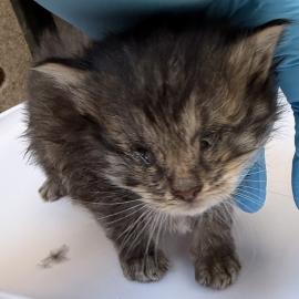 Photo for 162035 [Crustacean]