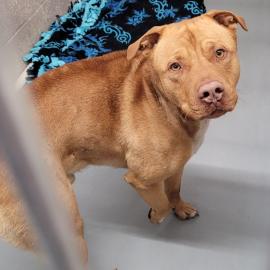 Photo for 162041 [Ozzy]