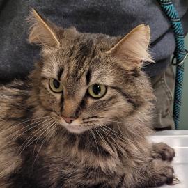 Photo for 162055 [Kitty Kitty]